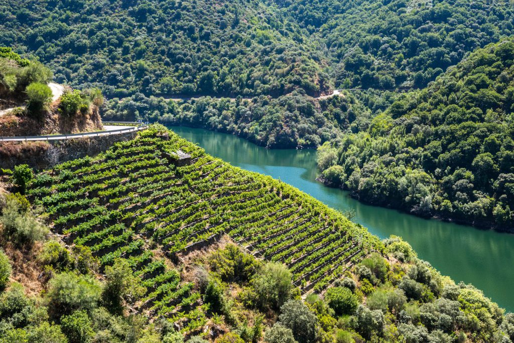vinedo ribeira sacra lugo españa